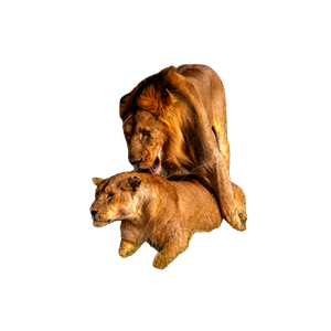 A Pair Of Lions Engaging In Mating Behavior On The African Grasslands. 15864 - Cat PNG image with transparent background